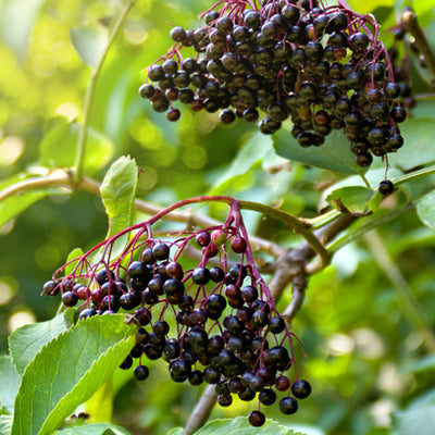 Herbs 101: Elderberry