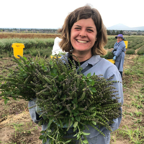 Harvesting our Biodynamic Holy Basil Oregon s Wild Harvest