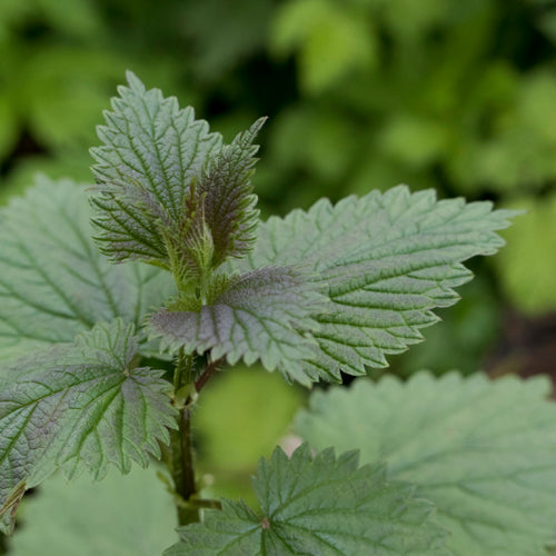 Herbs 101: Nettle – Oregon's Wild Harvest