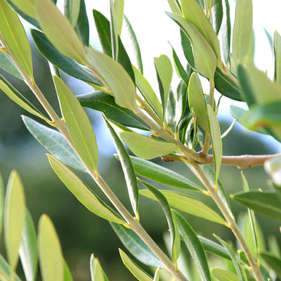 Herbs 101: Olive Leaf