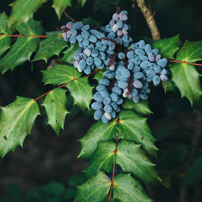 Herbs 101: Oregon Grape