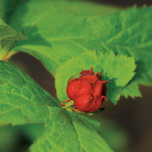 Herbs 101: Goldenseal – Oregon's Wild Harvest