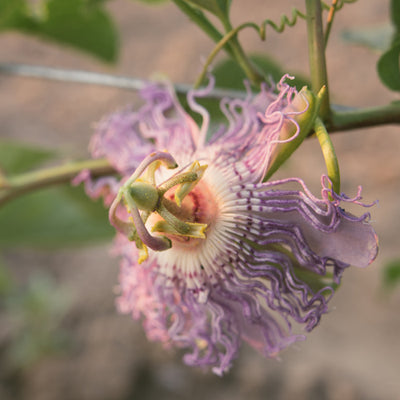 The Passiflora Project