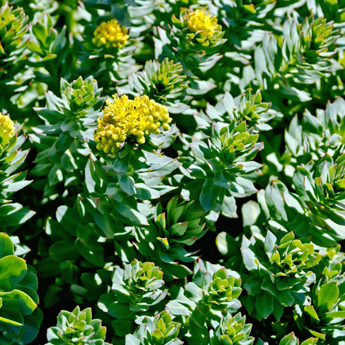 Herbs 101: Rhodiola – Oregon's Wild Harvest