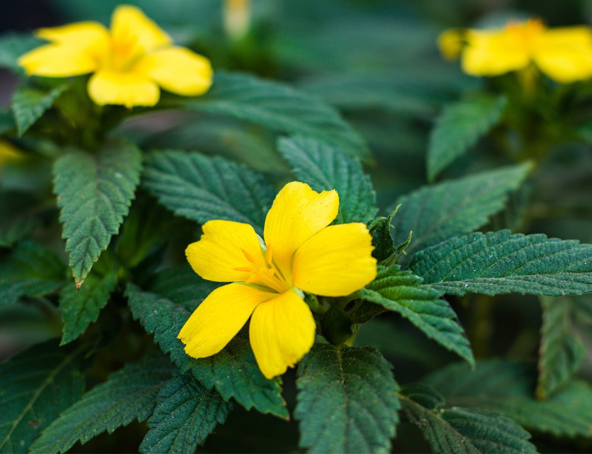 damiana seeds for planting Organic Damiana Capsules