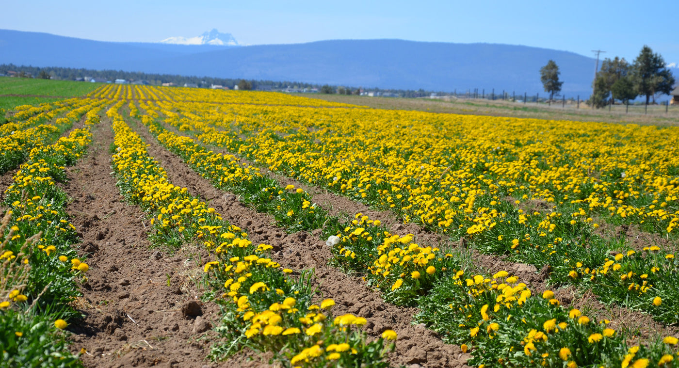 Dandelion field