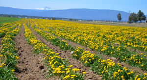 Dandelion field