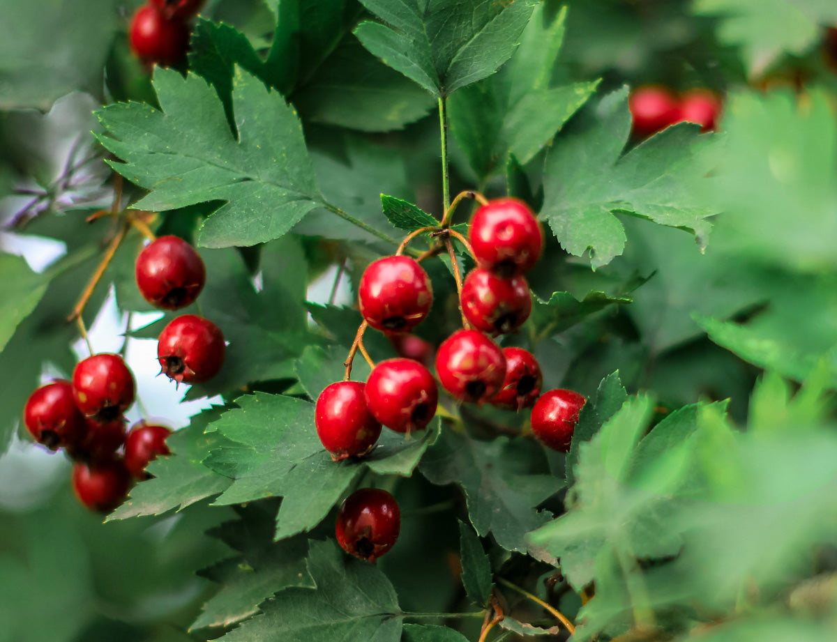 Hawthorn Tree Leaves Medicinal Uses