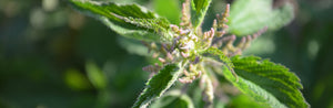 closeup of Nettle plant top