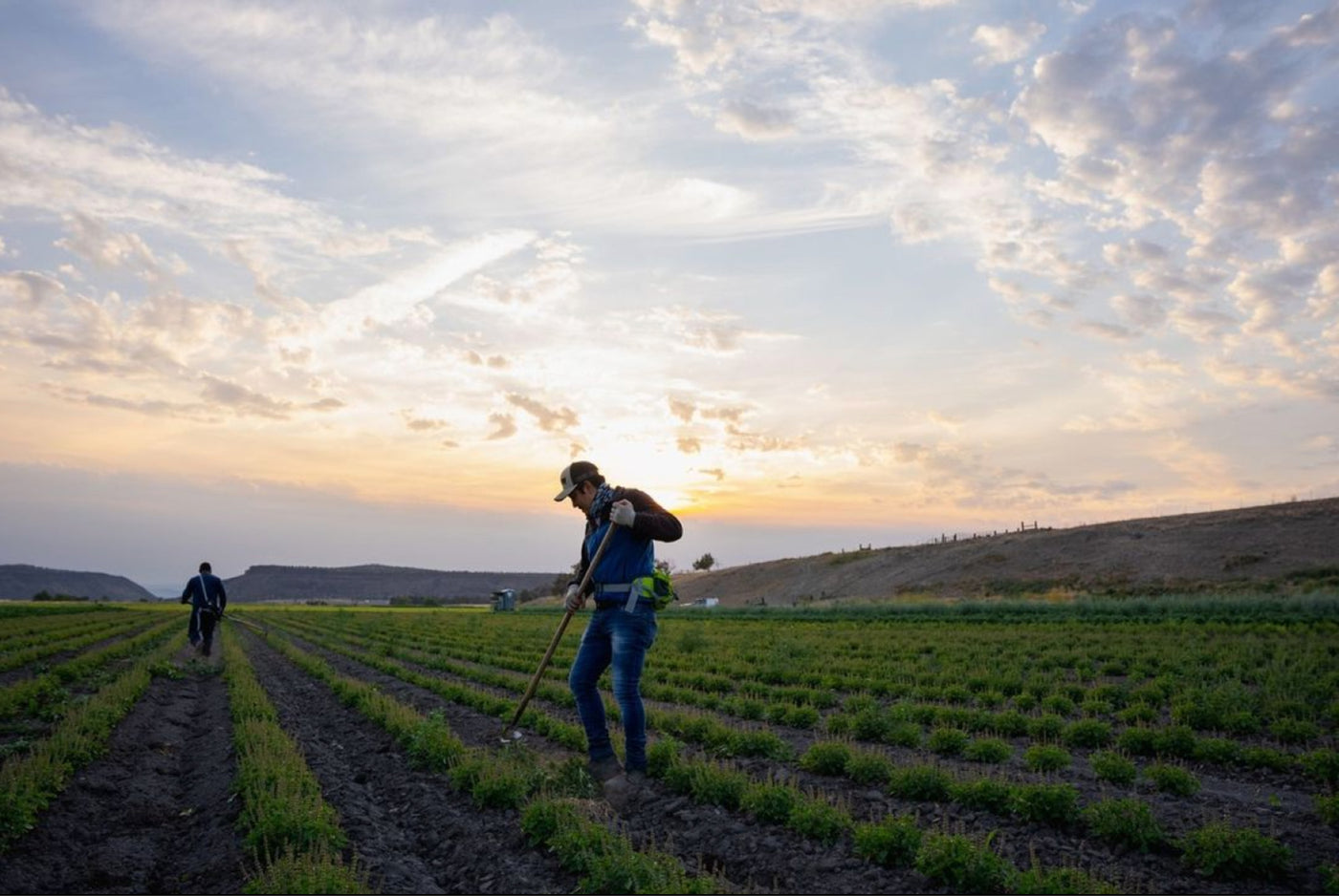 image of farmers working in a field on our organic and biodynamic farm