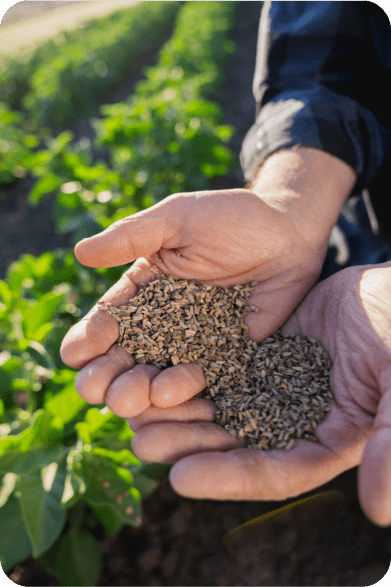 hands holding seeds from our farm