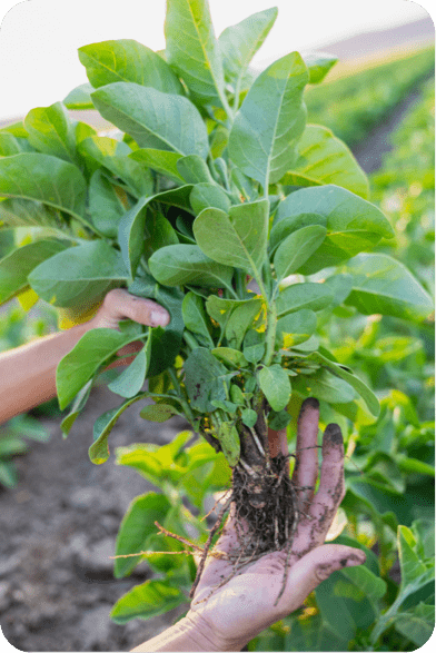 image of organic herbs from our farm